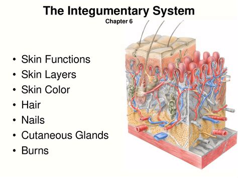 Chapter 7 The Integumentary System Schemes And Mind Maps Histology Docsity