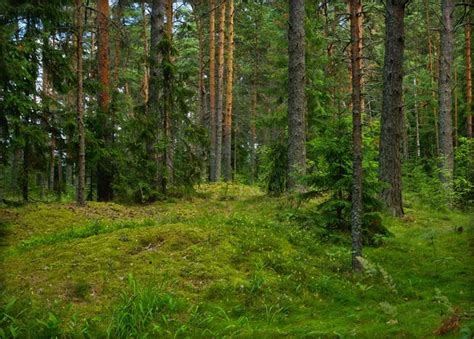 Стокові фотографії Сосновий ліс та роялті-фрі зображення Сосновий ліс ...