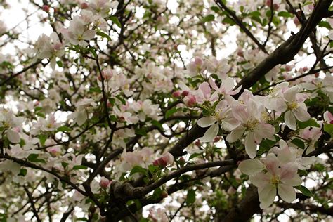 Apple Tree Flowers Blooms Flowers Free Nature Pictures By