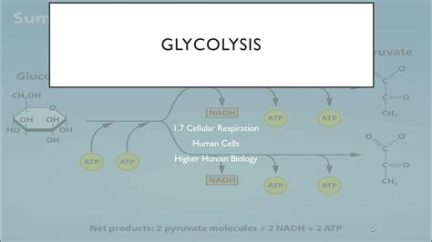 Glycolysis Youtube