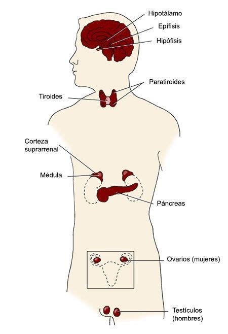 Neuroendocrino As Wonderful Account Photography