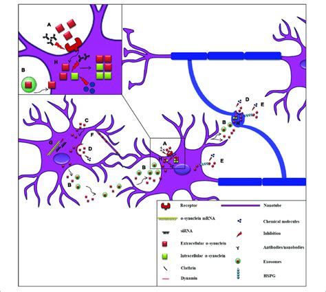 Proposed mechanisms of α synuclein cell to cell propagation and