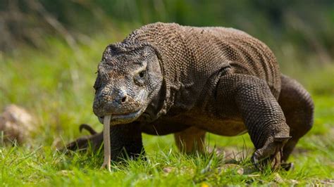 Descubre Al Drag N De Komodo El Lagarto M S Grande Del Mundo