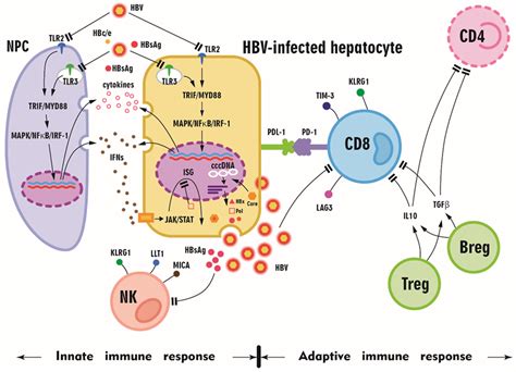 Hepatitis B Flare In Hepatitis B E Antigen Negative Patients A