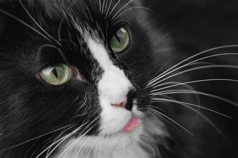 Black and white cat breeds - Onlinecatworld