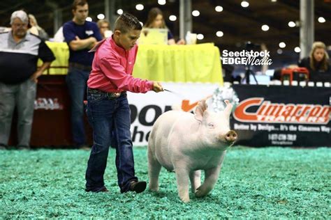 Njss Overall Purebred Influenced Crossbred Gilt Show National