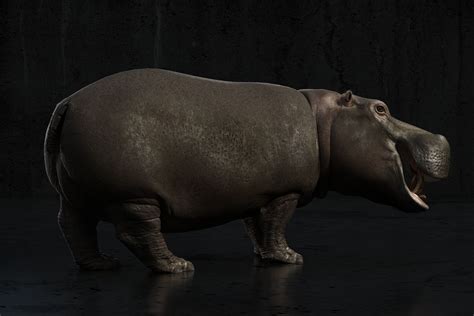 Hippo Rigged 3d 모델 199 Max Free3d