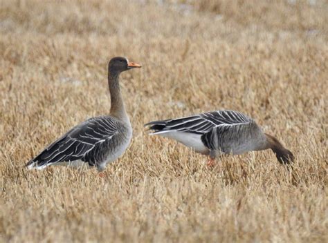 The NHBS Guide To UK Goose Identification Hoopoe A Blog By Nhbs