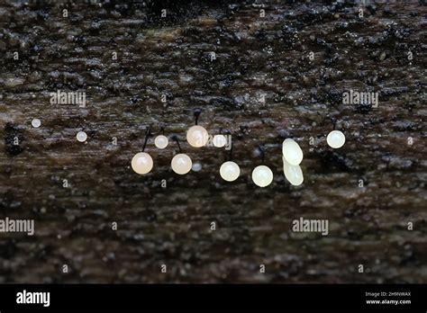 Comatricha Nigra A Plasmodial Slime Mold Sporangia On Spruce Log In