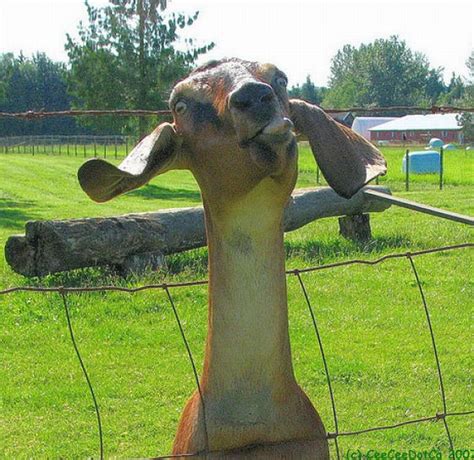 Funny Goats 17 Pics