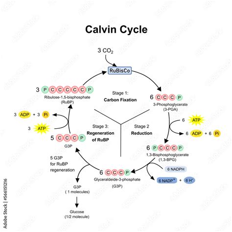 Photosynthesis Calvin Cycle