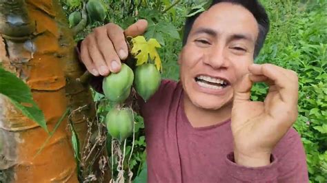 Mirá Lo Qué Me Encontré Papaya 🥭🥭española En Las Alturas Del Perú🇵🇪