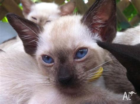 Siamese Seal Point Kittens For Sale In Petrie Queensland Classified