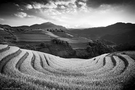 Rice Terraces Fm Forums