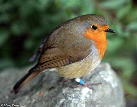 Robin Vies With Wren Kingfisher And Barn Owl To Be Crowned Britains