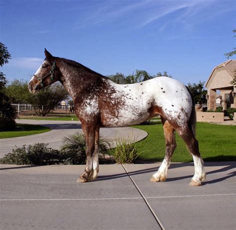 Razas De Los Caballos Más Hermosos Del Mundo Razas De Los Caballos Más