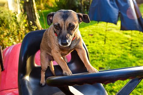 Dog Lawn Mower Idea Free Photo On Pixabay Pixabay