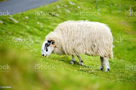 Sheep Marked With Colorful Dye Grazing In Green Pastures Adult Sheep