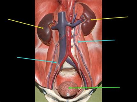 Urinary System Flashcards Quizlet