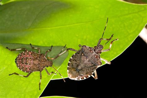 Identifying The Invasive Stink Bug Vegetable Growers News