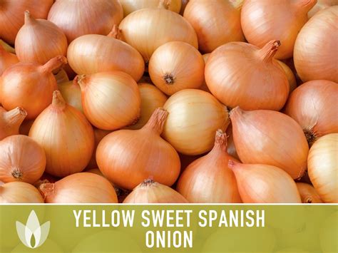 Yellow Sweet Spanish Onion Seeds Heirloom Root Vegetables Etsy