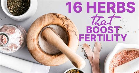 16 Fertility Herbs To Help You Get Pregnant Fast