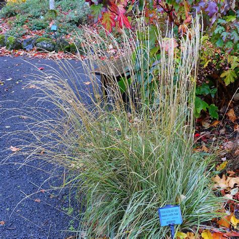 Calamagrostis Acutiflora Overdam ~ Overdam Feather Reed Grass Servescape