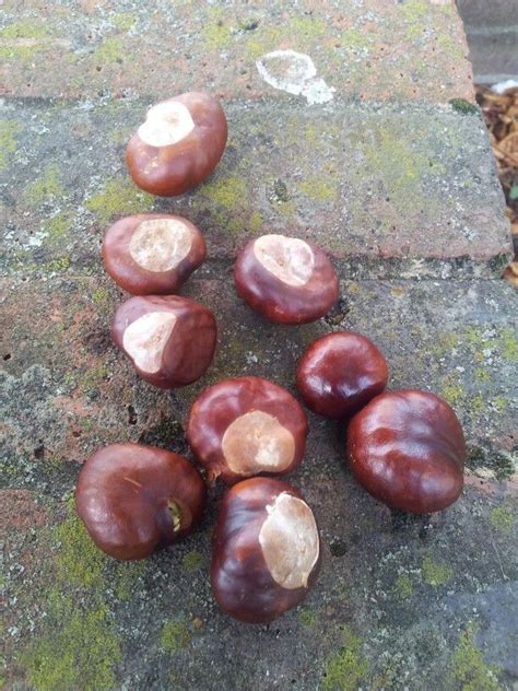 It's conker season!! | Conkers, Fruit, Seasons