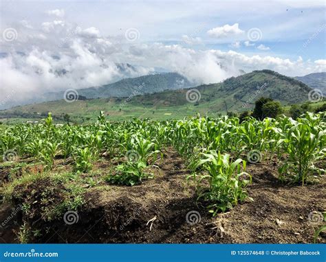 The Vast Corn Fields In The Hills Of Guatemala Outside Of Antigua