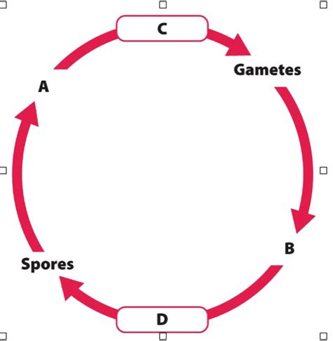 Exam Bio Learning Objectives Review Diagram Quizlet