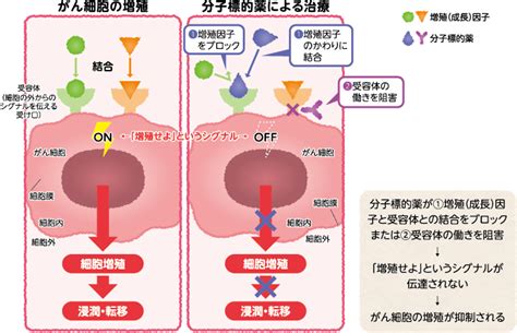 腎細胞がんrccの治療 薬物治療 患者の皆様 武田薬品工業株式会社