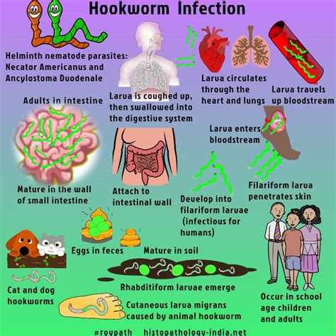 Pathology of Hookworm Infection (Ancylostomiasis) - Dr Sampurna Roy MD | Herbal parasite cleanse ...