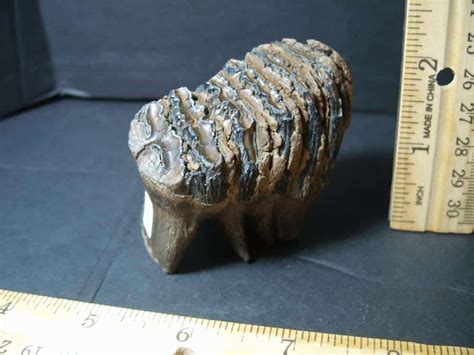 Fossilized Baby Mammoth Molar (101922d)....* “SPECIAL - BELOW DEALER ...