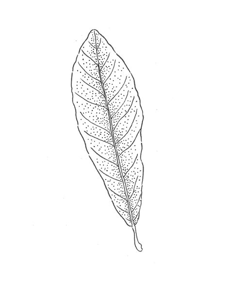 AMERICAN PUSSY WILLOW Mountain Top Arboretum