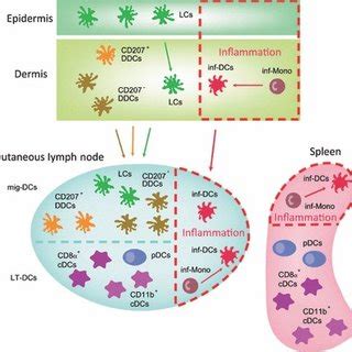 Mouse DC Subsets In Spleen Skin And Cutaneous Lymph Nodes Lymphoid