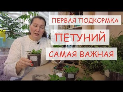 ПЕРВАЯ ПОДКОРМКА ПЕТУНИИ ПОСЛЕ ПИКИРОВКИ. ЧЕМ ПОДКОРМИТЬ РАССАДУ ...