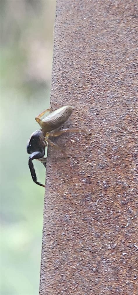Spider Found In New Zealand Rspiderid