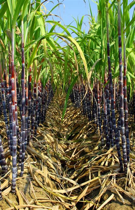 Tallos Negros De La Caña De Azúcar Foto De Archivo Imagen De Alimento