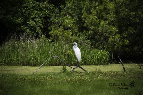 Cedar Island National Wildlife Refuge, a North Carolina National ...