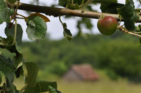 Pfel Gesund Knackig Und Lecker Bellswelt