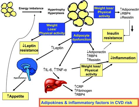 Nontraditional Risk Factors And Biomarkers For Cardiovascular Disease