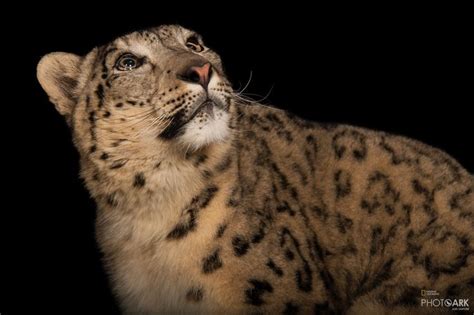 Photo Ark Home Snow Leopard National Geographic Society Snow Leopard Snow Leopard Habitat