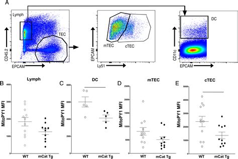 Redox Status Regulates Autophagy In Thymic Stromal Cells And Promotes T