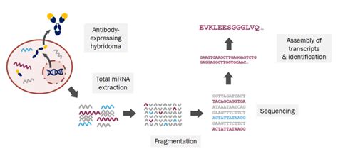 Hybridoma Gene Sequencing Process By Kmd Bioscience Medium