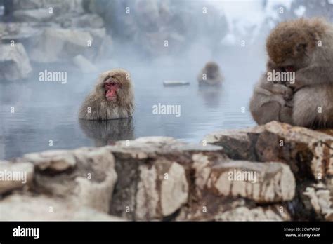 Two Monkeys Sitting In Hot Spring Hi Res Stock Photography And Images