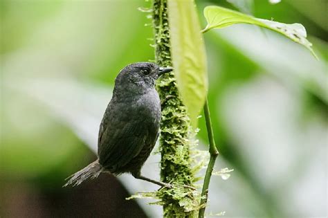 Canto Do Tapaculo Da Chapada Diamantina P Ssaros