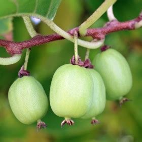 Kiwi Pepiniera Peris Arbusti Fructiferi Exotici Si Ornamentali