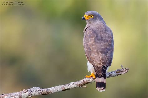 Roadside Hawk Alchetron The Free Social Encyclopedia