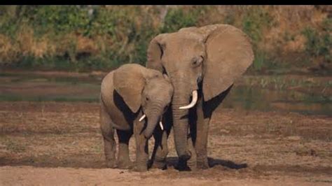 Petition · Bannock County needs to rethink and Stop "Elephant Act" at ...