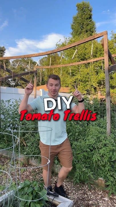 Build A Simple And Effective Tomato Trellis Youtube